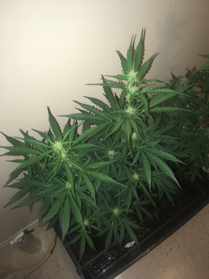 jan 27 034