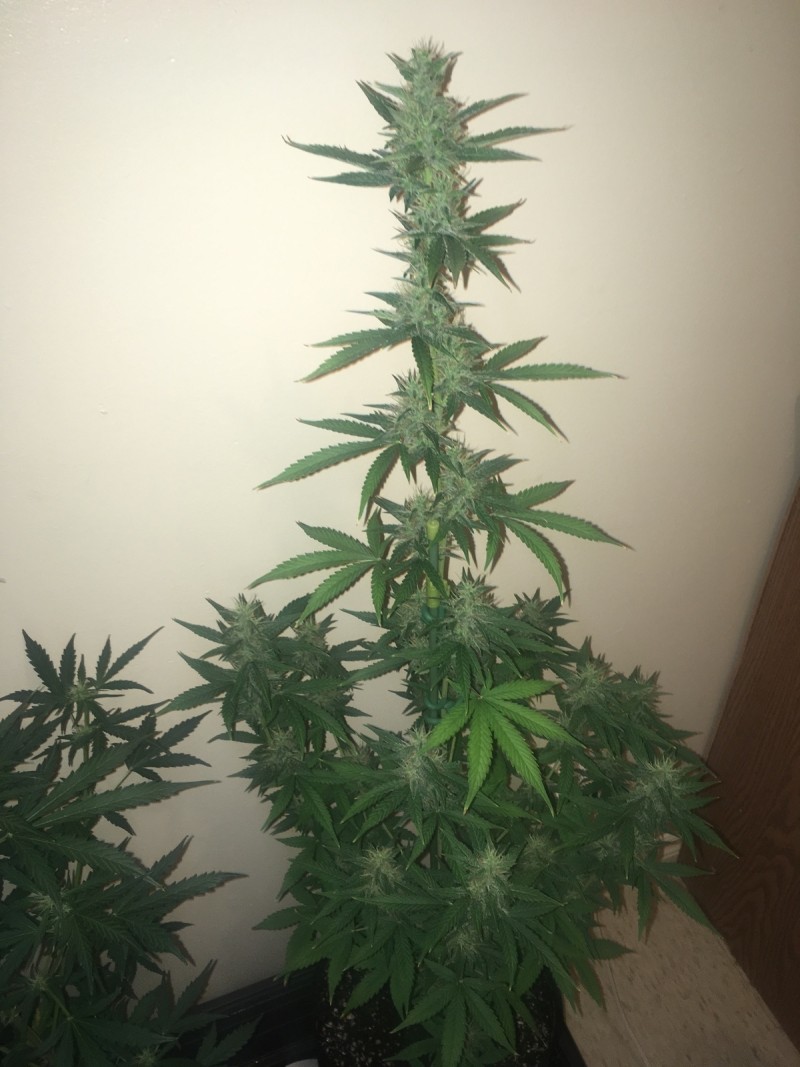 jan 27 036