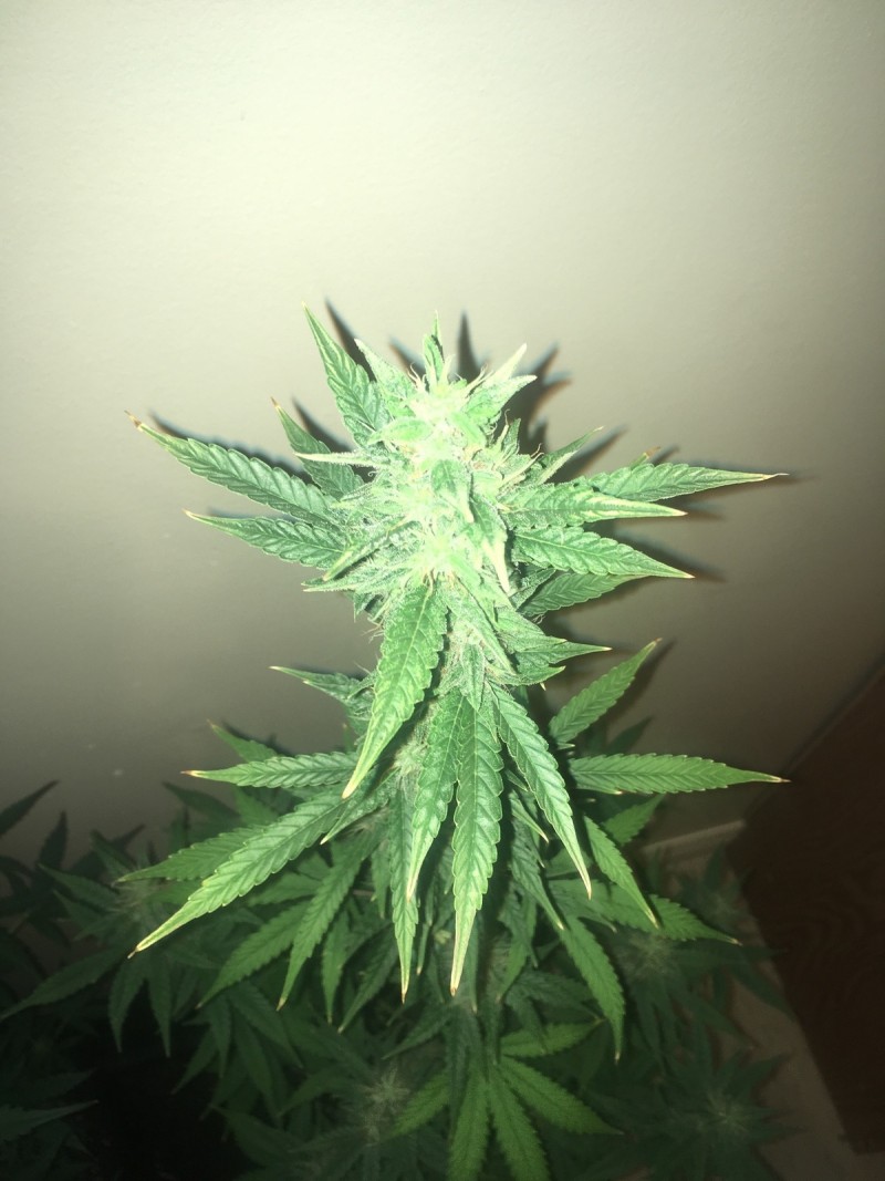 jan 27 038