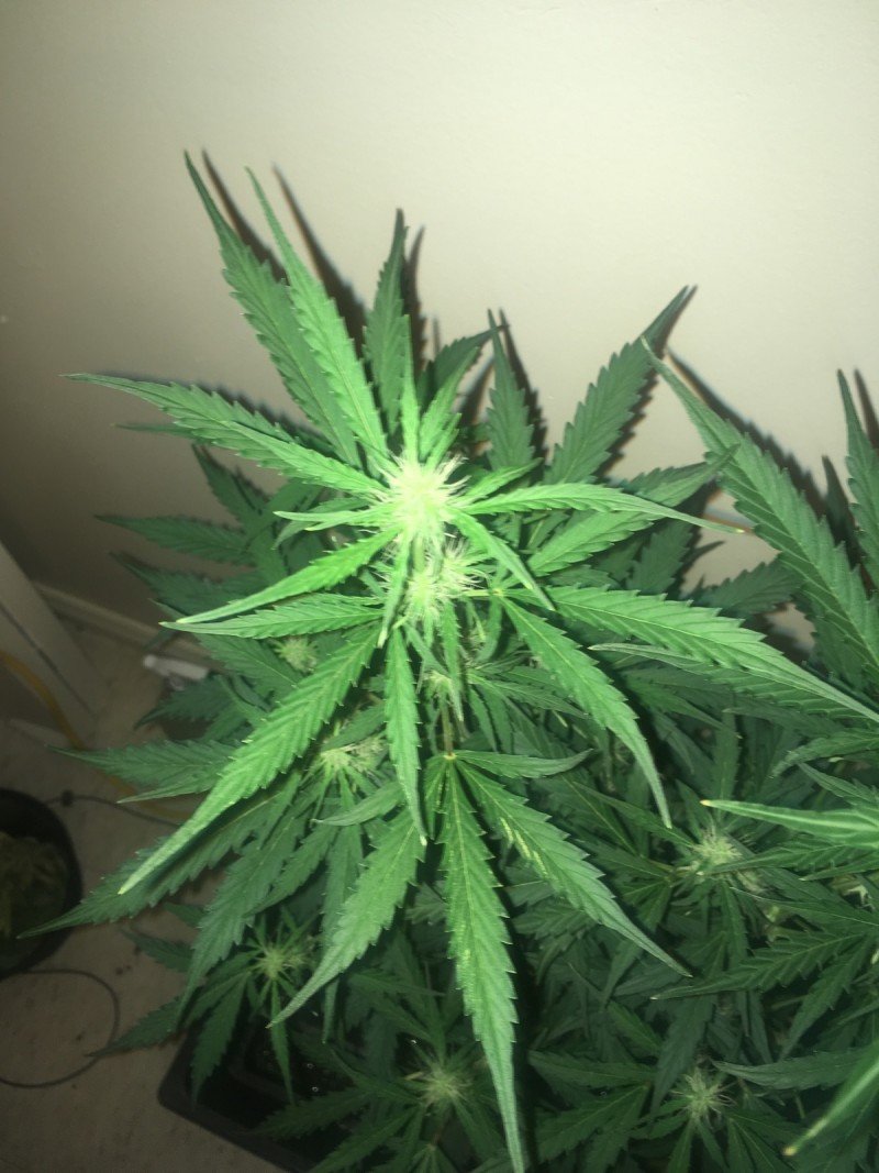 jan 27 039