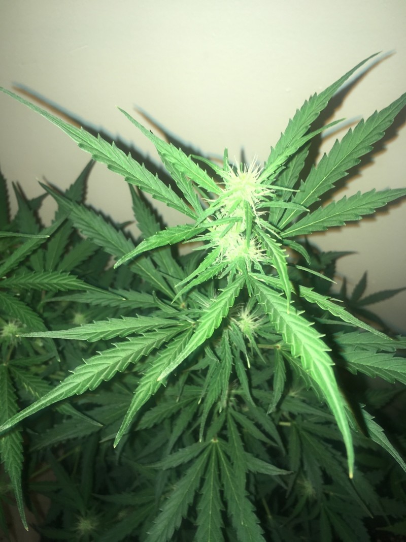 jan 27 040