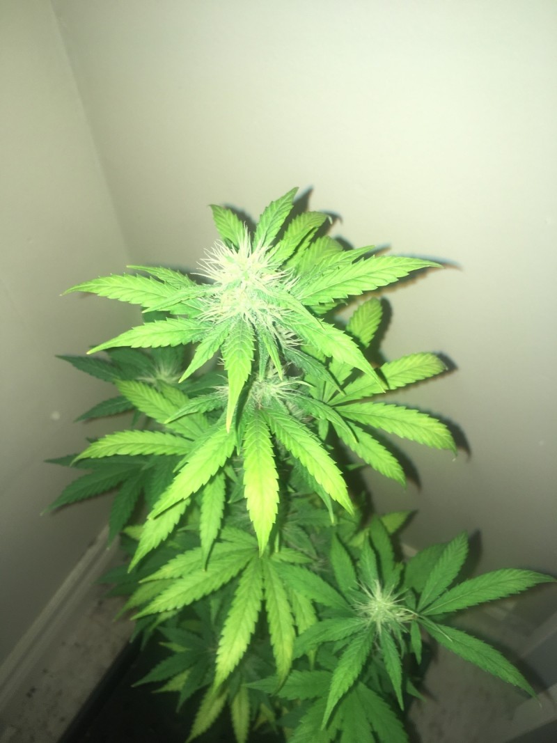 jan 27 041