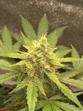 Week 8 Sweet Seeds +Speed