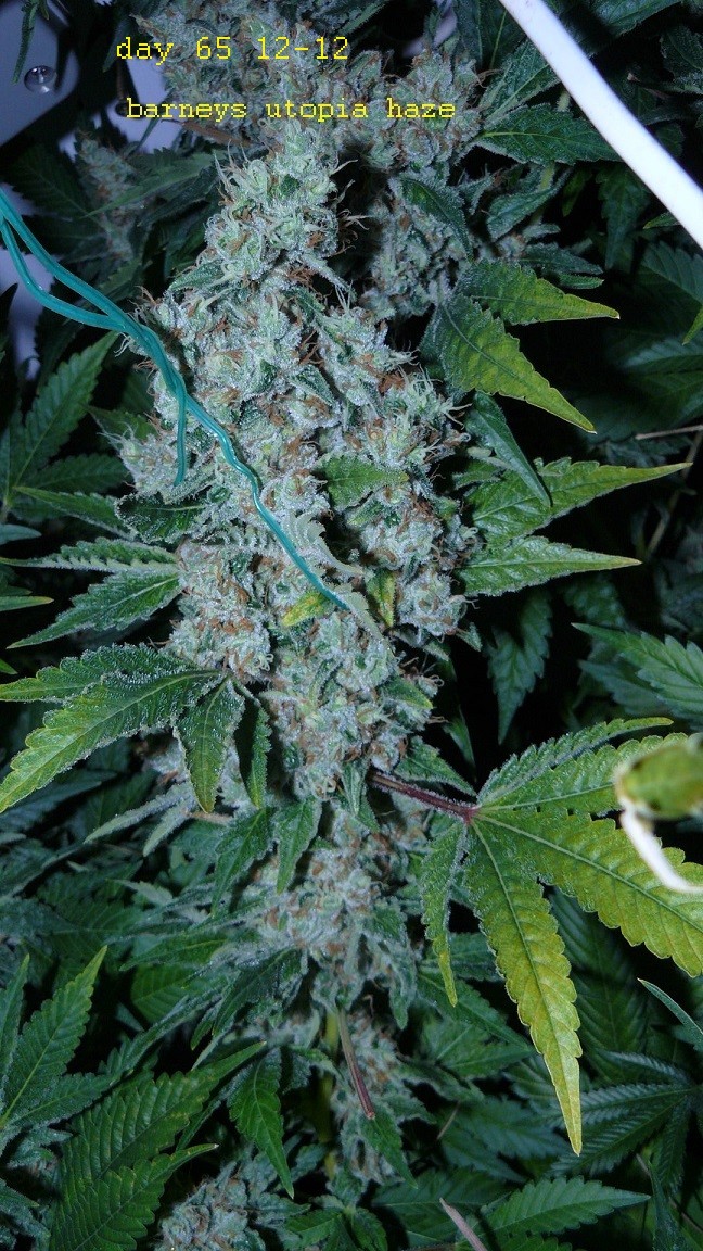 drobes 09 05 22 001
