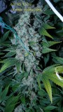 drobes 09 05 22 001