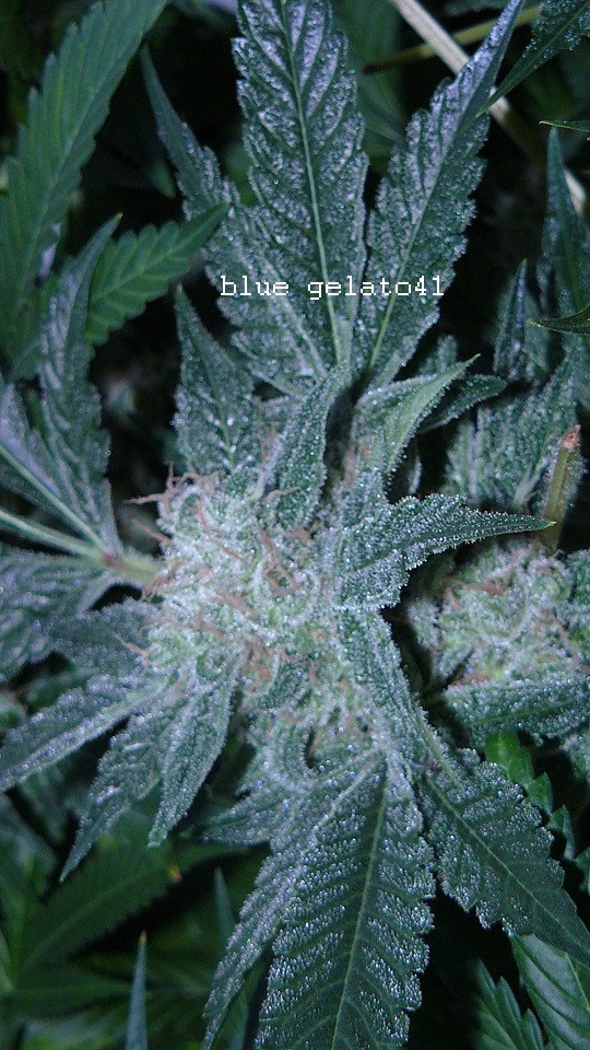 drobes 09 05 22 008