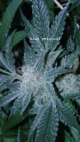 drobes 09 05 22 008