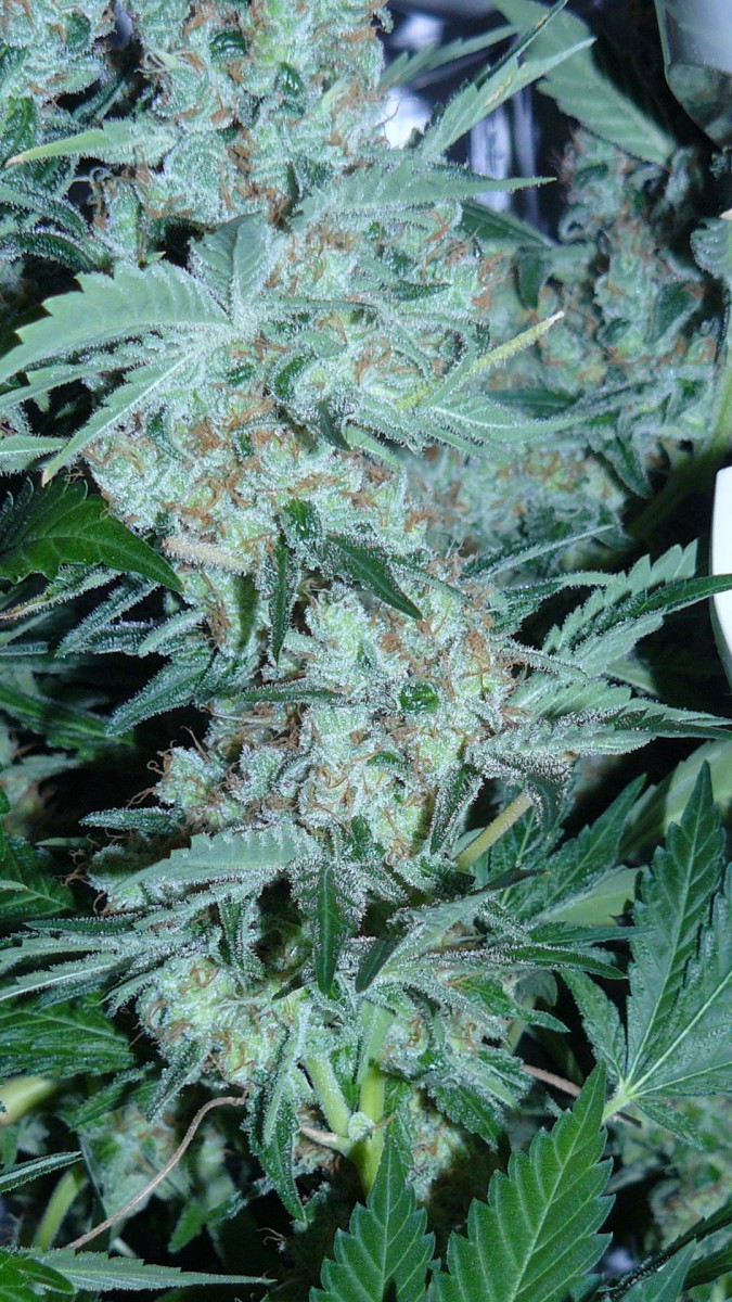 drobes 09 05 22 010