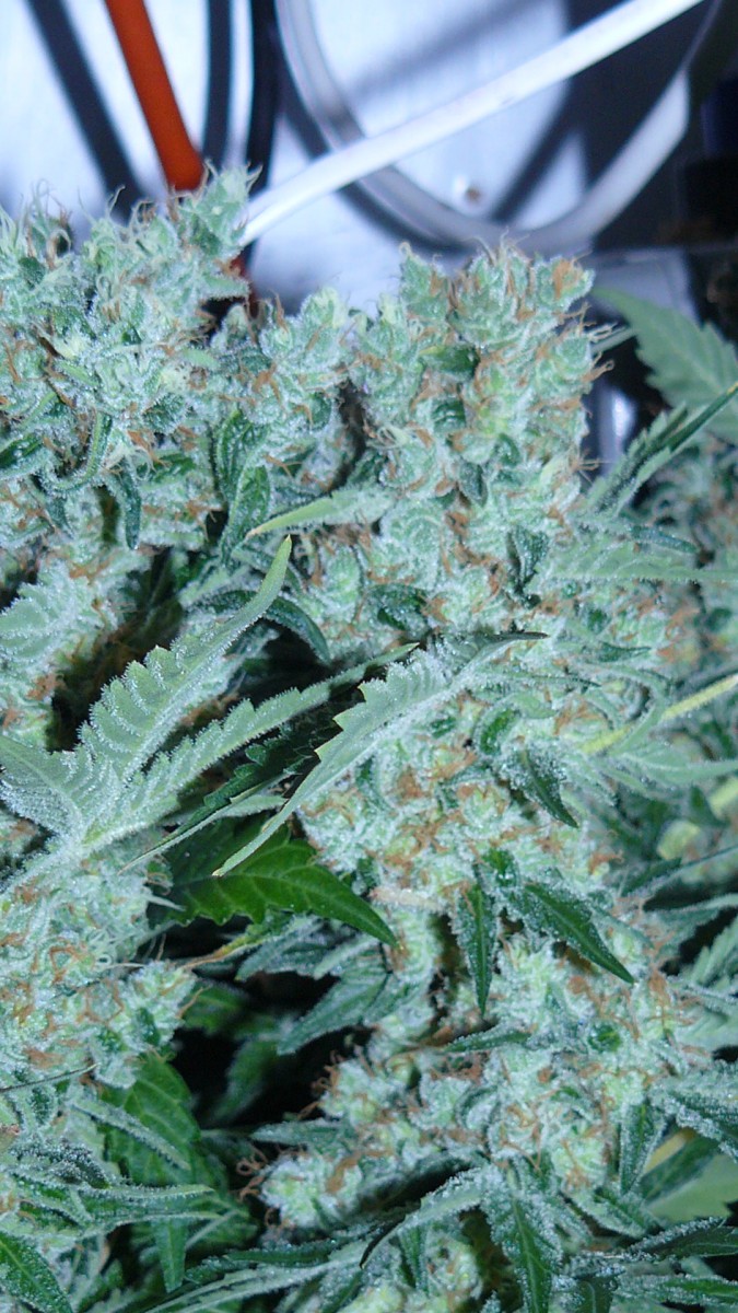 drobes 09 05 22 011