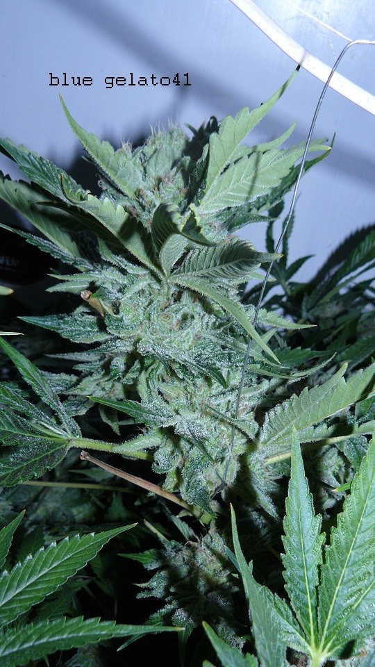 drobes 09 05 22 022