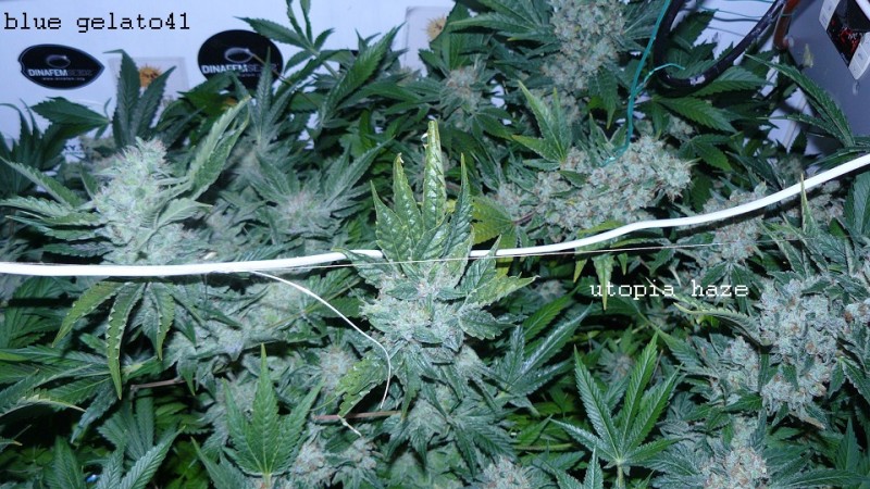 drobes 09 05 22 025