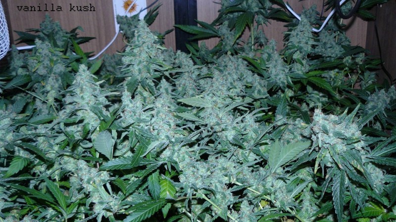 drobes 09 05 22 028