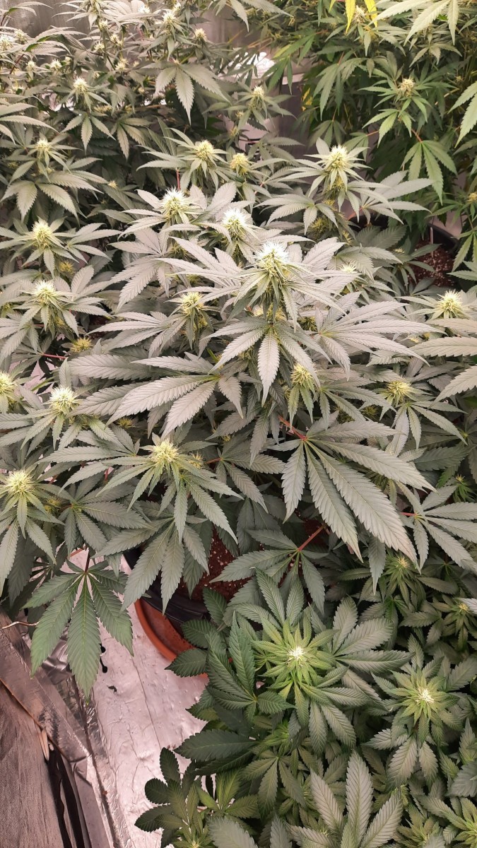 23 (8)
