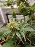 Sweet Seeds +Speed 9 Weeks