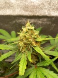 Sweet Seeds +Speed 9 Weeks