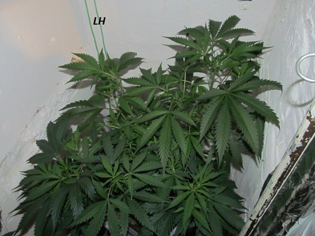 w1 bloom (1)