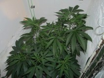 w1 bloom (1)