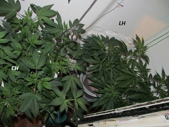 w1 bloom (3)