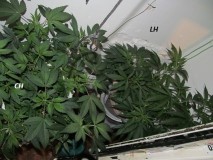 w1 bloom (3)