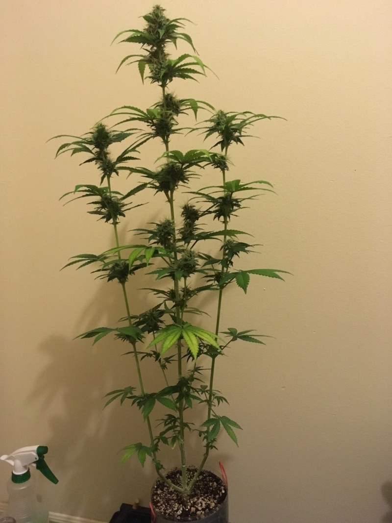 feb3 003