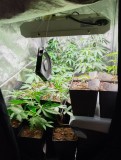 veg