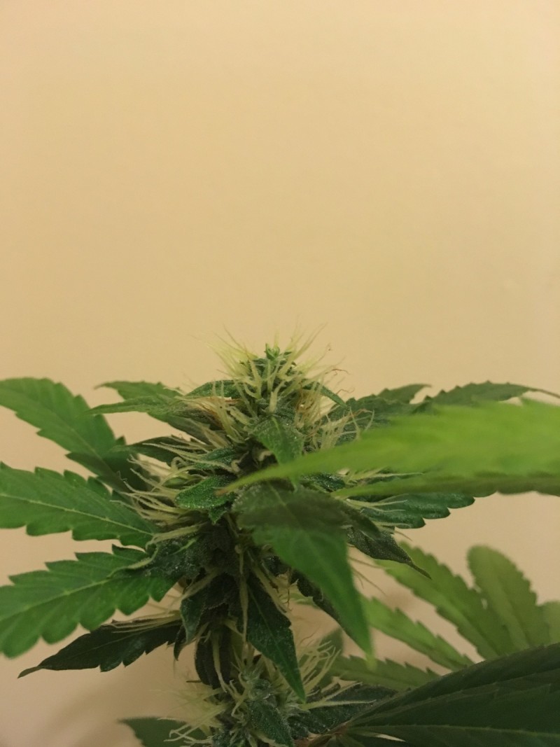 feb3 006