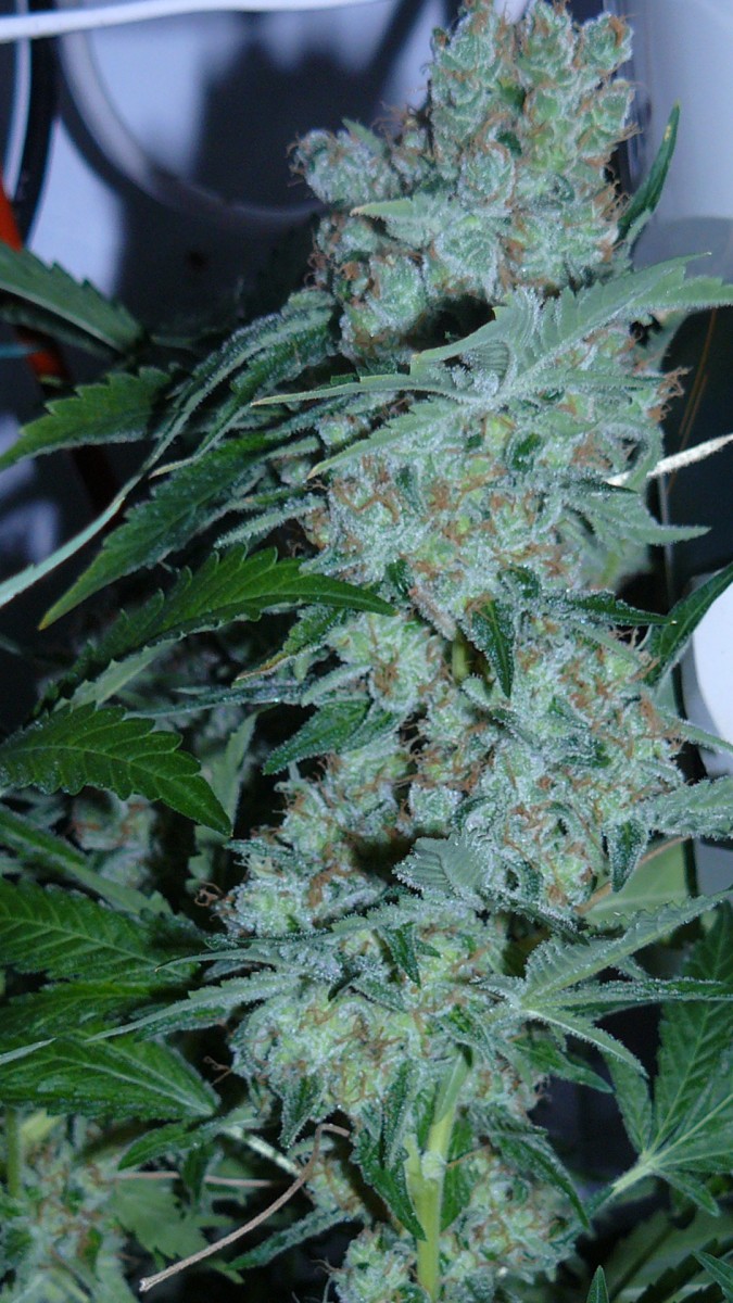 drobesgarden 009