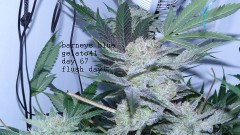 drobesgarden 023