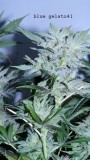drobesgarden 025
