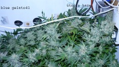 drobesgarden 030