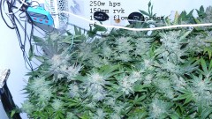 drobesgarden 031