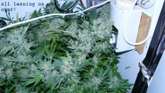drobesgarden 032