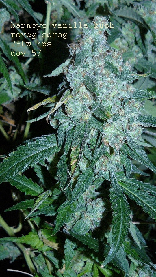 drobesgarden 034