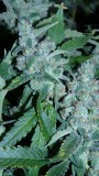 drobesgarden 036