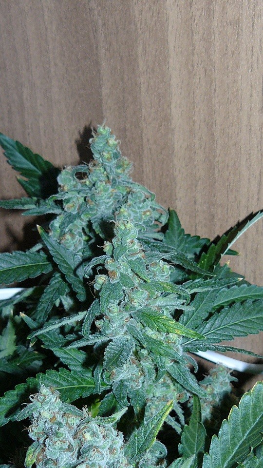 drobesgarden 047