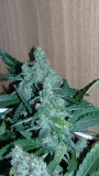 drobesgarden 047