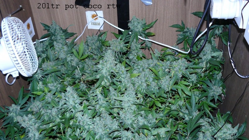 drobesgarden 049