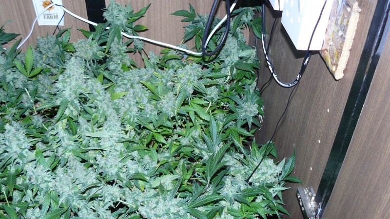 drobesgarden 050
