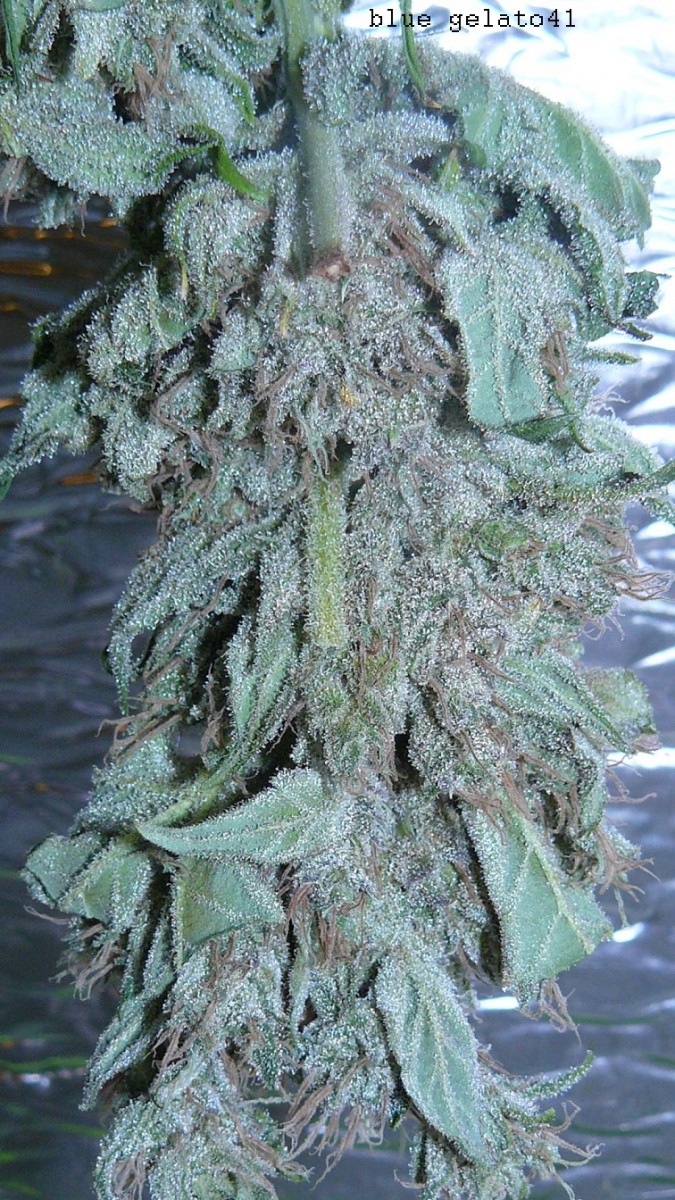 drobesgarden 059