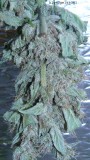 drobesgarden 059