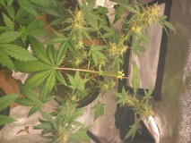Sweet Seeds +Speed 9 Weeks topped