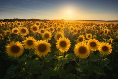 istockphoto-1298291139-612x612