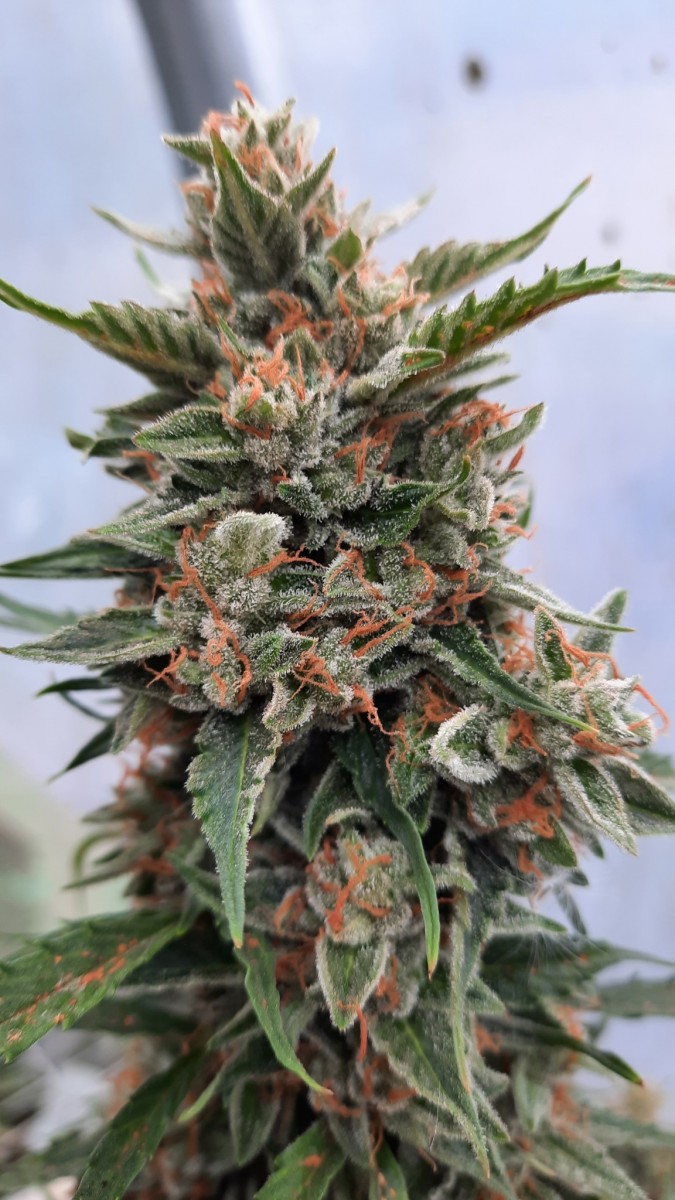 45 (5)