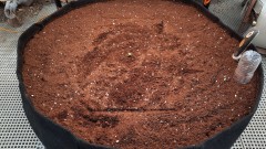 46 (2)