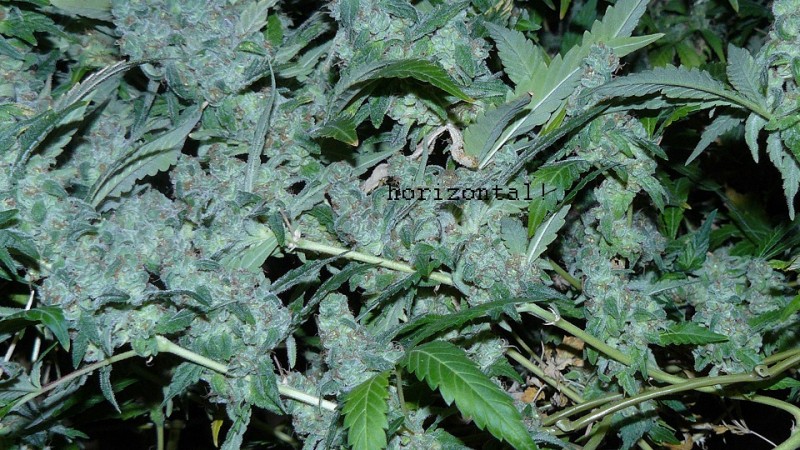 drobes autos etc 21 05 22 033