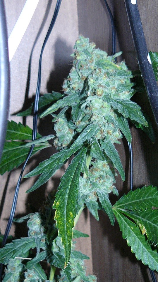 drobes autos etc 21 05 22 039