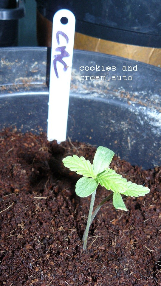 drobes autos etc 21 05 22 065