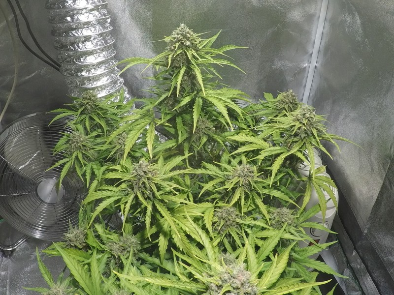 Week 11 Image 2