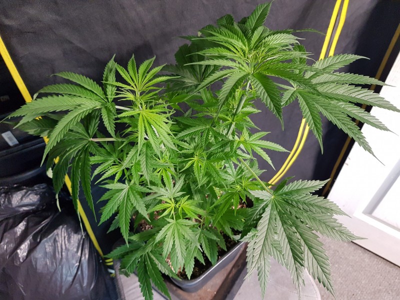 BSV Boss Skunk pheno #1