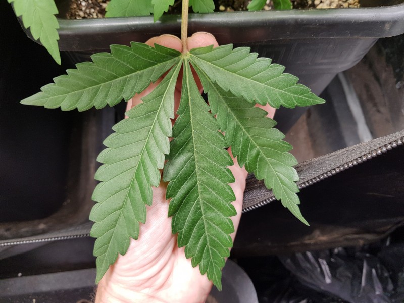 Pheno #4 leaf